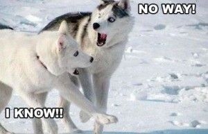 funny-shocked-dogs-no-way-husky-snow-pics