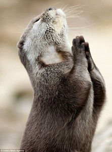 Praying-Otter-620x836